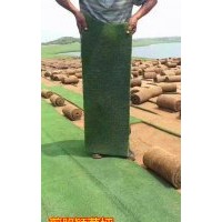 四季青混播果嶺草草坪價(jià)格