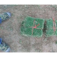 貴州安順貴陽哪里有馬尼拉草