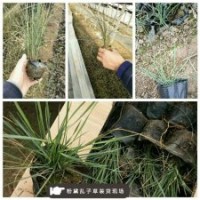 粉黛亂子草小苗哪里買比較好