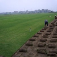 百慕大草坪_精品百慕大草坪供應(yīng)_草坪價(jià)格