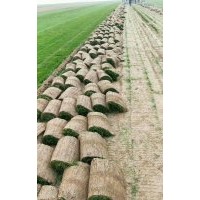 大量供應(yīng)草坪，早熟禾，四季青，高羊茅，剪股穎，果嶺草，各種混