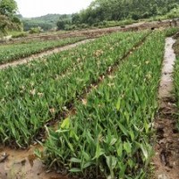 可供云南水生植物大型直銷基地-推薦群鋒水生植物有限公司品牌