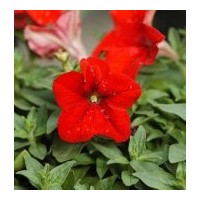 供應矮牽牛，牽?；?，矮牽牛花