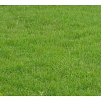 銷(xiāo)售馬尼拉.百慕大.高羊毛.麥冬草