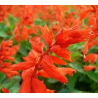 供一串紅 萬(wàn)壽菊 矮牽牛 三色堇