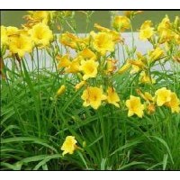 大量出售金娃娃萱草