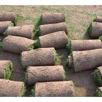 石家莊早熟禾草坪銷售