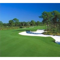 供應(yīng)高爾夫球場草坪