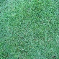 句容百慕大草坪直銷