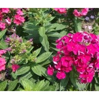 憶景苗木基地常年低價供應各種綠化苗木