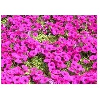 供應(yīng)矮牽牛