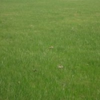 低于市場價1-2毛銷售各種綠化草坪