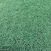 供應(yīng)優(yōu)質(zhì)狗牙根草坪電話