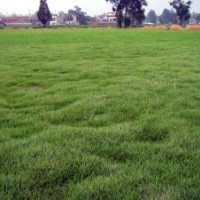 供應(yīng)安徽滁州果嶺草草坪草皮