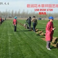 安徽馬尼拉草坪草皮專供華東五省一市及河南山東