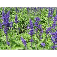 供應(yīng)鼠尾草 金娃娃萱草 玉簪