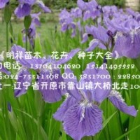 遼寧藍(lán)蝴蝶鳶尾