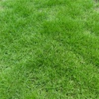 湖南草皮，湖南草坪，湖南馬尼拉草皮，湖南馬尼拉草坪