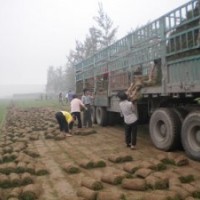 科學(xué)除草方法