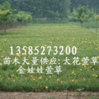 大量直銷地被花草：鳶尾、萱草、玉簪、麥冬草、美人蕉、蔥蘭、蝴