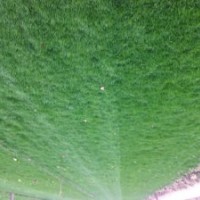 草坪多少錢一方 早熟禾草坪價格 四季青草坪價格