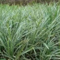 廣西銀邊草，銀邊草種苗供應(yīng)、銀邊草價(jià)格