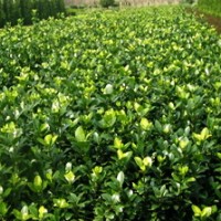 定州市榮旺苗木花卉農(nóng)民專業(yè)合作社