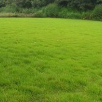 句容欣欣草坪基地供應(yīng)優(yōu)質(zhì)馬尼拉