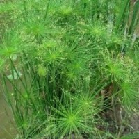 供應(yīng)水生植物埃及莎草，推薦懿鴻水生植物