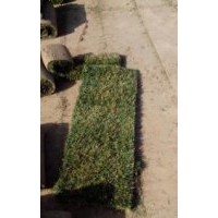 石家莊草坪基地