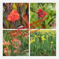 供應(yīng)水生植物藍(lán)花鳶尾，推薦懿鴻水生植物