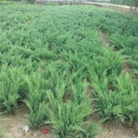 綠化苗 地柏 鋪地柏 沙地柏 四季常青苗 工程綠化苗 量大從優(yōu)