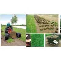 草坪卷、草皮、草皮卷、山東草坪卷、山東草皮卷、山東草坪、濟(jì)南