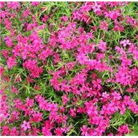 供應(yīng)叢生福祿考 常夏石竹，石蒜 ，沿階草