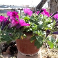 垂釣牽牛批發(fā) 山東垂釣牽牛價格 青州垂釣牽牛基地