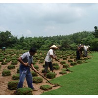 低價供應(yīng)沙坪果嶺草，四季青草坪，黑麥草混播草坪量大價優(yōu)