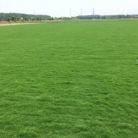 草坪 草坪 草坪