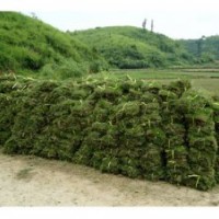 的馬尼拉草皮批發(fā)