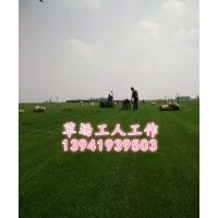 小區(qū)學(xué)校別墅草坪哪里賣