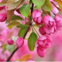 冀鑫、河北鐵桿海棠、鐵桿海棠基地