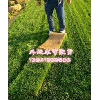 遼寧草坪多少錢一平方米