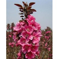 北美海棠,冀鑫,北美海棠小苗什么價(jià)格