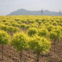 百匯園林苗木、金葉榆、金葉榆批發(fā)