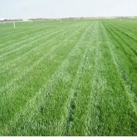 果嶺草|上海果嶺草|山東果嶺草