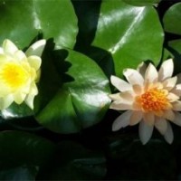 睡蓮_綠荷水生_睡蓮廠家