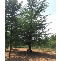 銀杏樹苗、銀杏樹、誠(chéng)信銀杏(多圖)