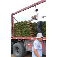 河北欒城草坪銷售