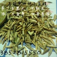 草坪種子價格