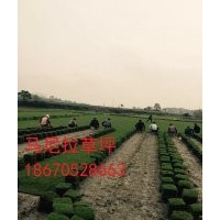 【郴州馬尼拉草坪~湖南馬尼拉草皮~馬尼拉草坪價格~馬尼拉草皮