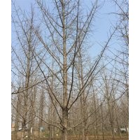 25公分銀杏樹,興隆銀杏,25公分銀杏樹價格